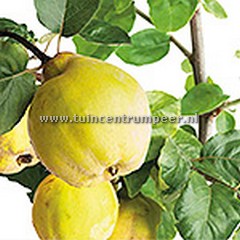 Cydonia Oblonga (Kweepeer Peervorm)