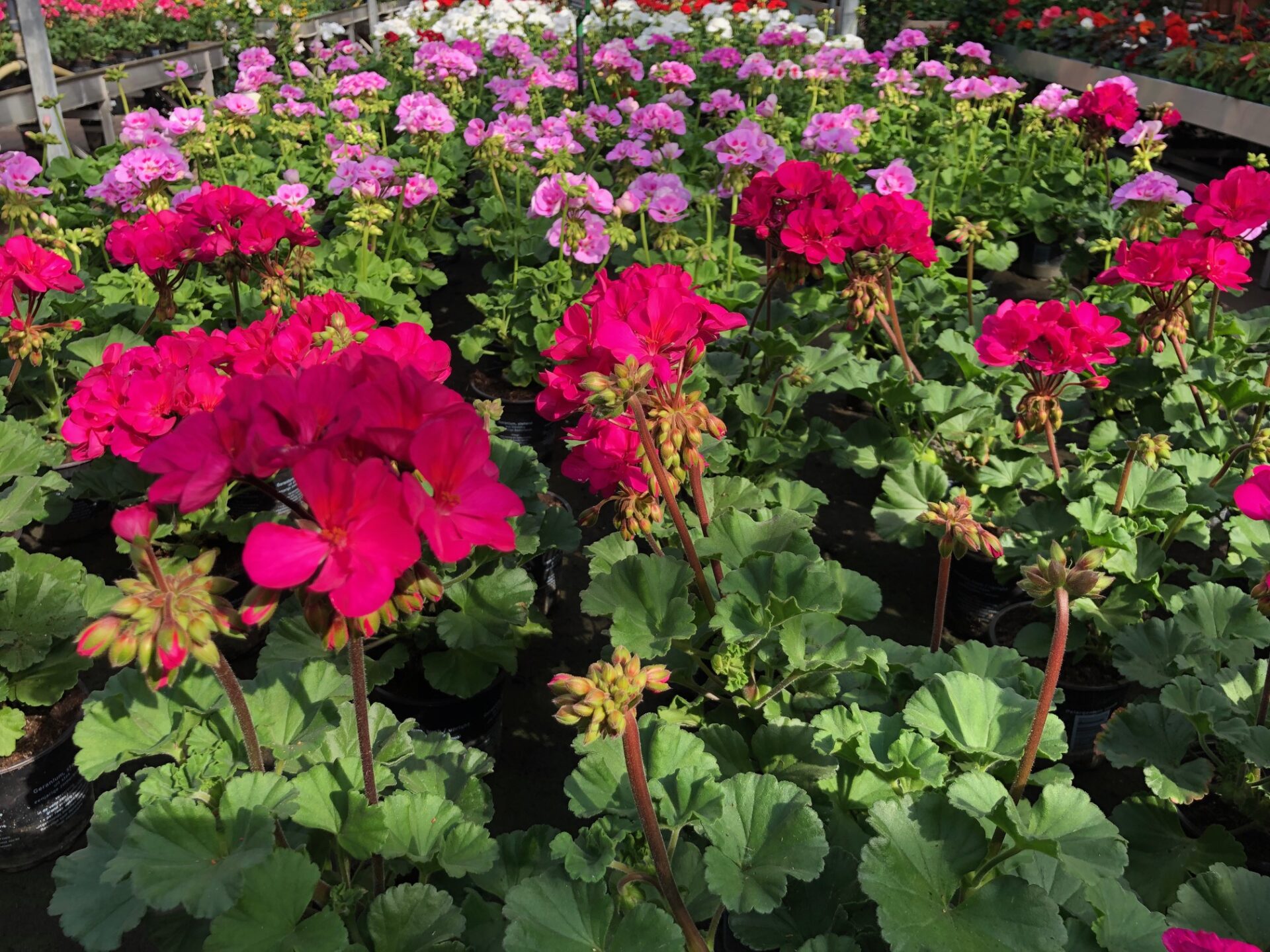 Tuinplanten - Tuincentrum Peer