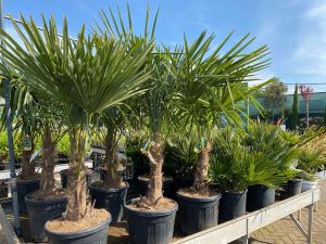 Bomen & hagen - Tuincentrum Peer