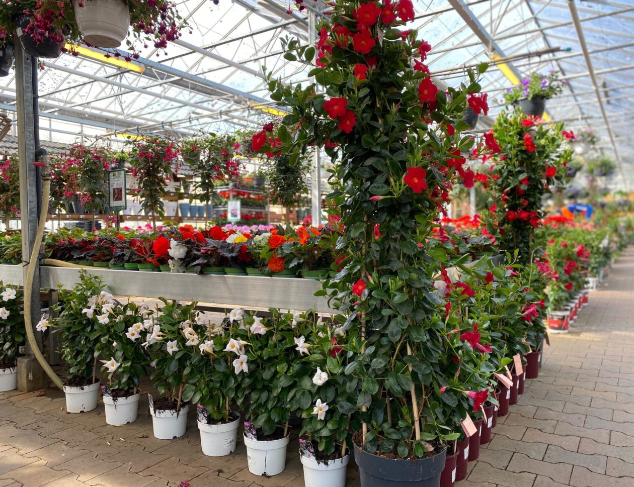 Tuincentrum Peer