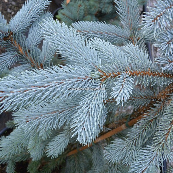 blok smaak Invloed Picea Pungens Glauca (Blauw Spar) | Tuincentrum Peer