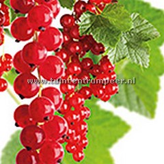 Aalbes Rode bes ribes rubrum Jonkheer van Tets