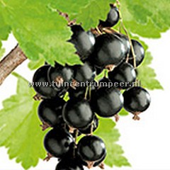 Aalbes ribes rubrum Jostabes
