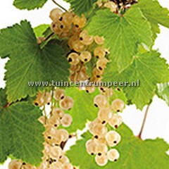 Aalbes Witte Parel ribes rubrum