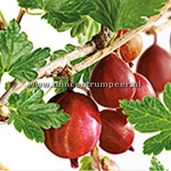 Doornloze kruisbes ribes uva-crispa Captivator