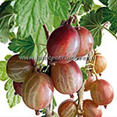Rode kruisbes ribes uva-crispa Hinnonmäki Röd