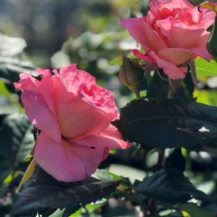 Rozen