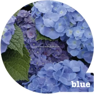 Hortensia Forever&Ever