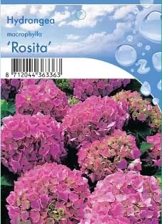Boerenhortensia's