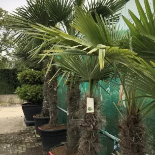 Trachycarpus Fortunei (Palmboom)