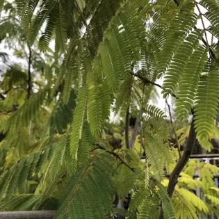 Albizia Julibrissin (Perzische Slaapboom)