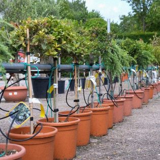 Mediterrane planten