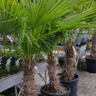 Bomen & hagen